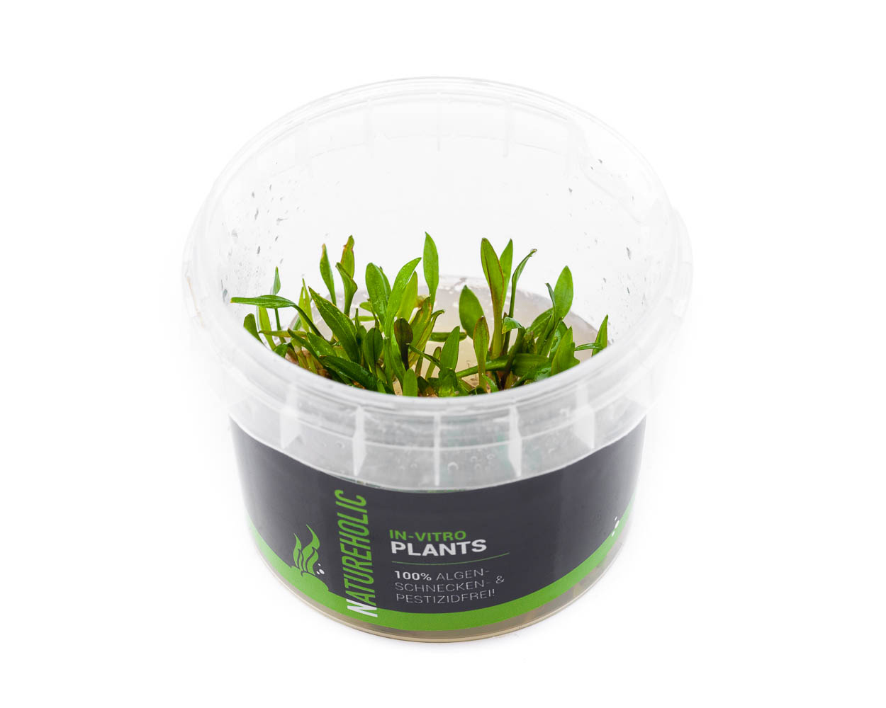How to Build a Cohesive Plant Palette for a Shrimp-First Nano Aquarium